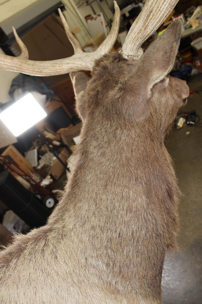 Big 13-Point ELK Shoulder Mount - 7