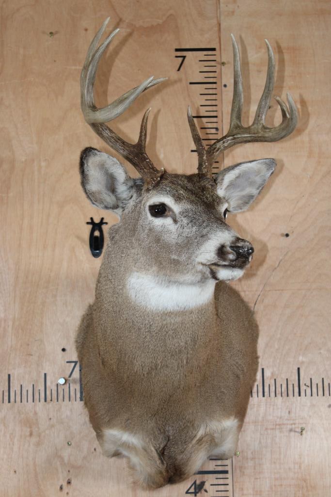 10-Point WHITETAIL DEER Shoulder Mount (1 of 8)