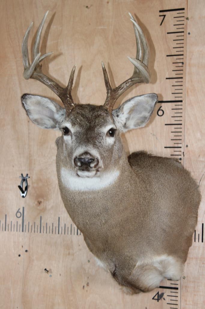 10-Point WHITETAIL DEER Shoulder Mount - 2