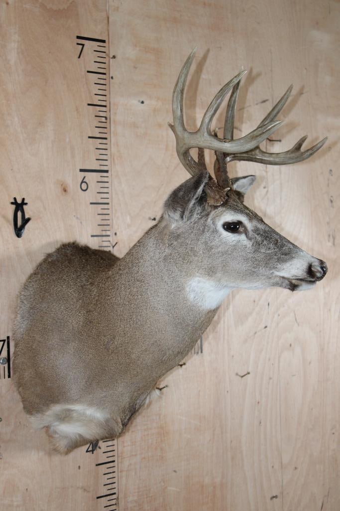 10-Point WHITETAIL DEER Shoulder Mount - 3
