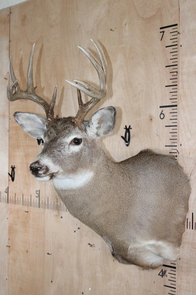 10-Point WHITETAIL DEER Shoulder Mount - 4