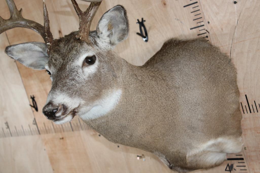 10-Point WHITETAIL DEER Shoulder Mount - 5