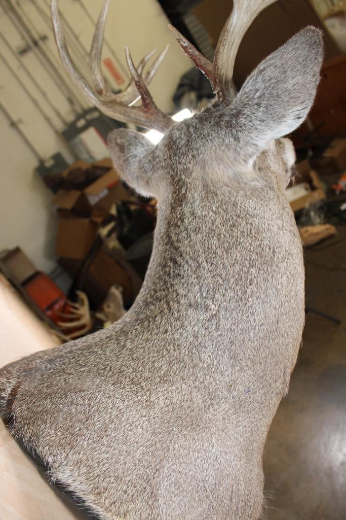 10-Point WHITETAIL DEER Shoulder Mount - 7