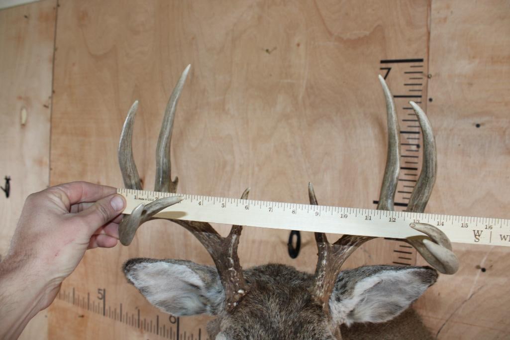 10-Point WHITETAIL DEER Shoulder Mount - 8