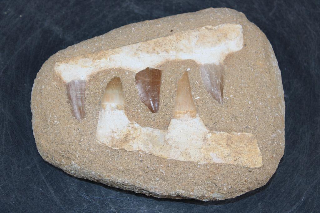 5 Fossilized MOSASAUR Teeth in a Matrix Display: 5 Fossilized MOSASAUR Teeth in a Matrix Display. The specimen measures 6.25" Long x 5" Wide x 1.5" Thick and the Total Weight is 1.65 lbs. Mosasaurs lived during the Late Cretaceous Period, from about