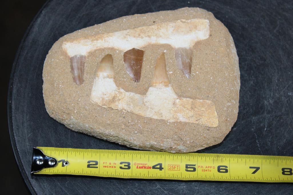 5 Fossilized MOSASAUR Teeth in a Matrix Display - 2