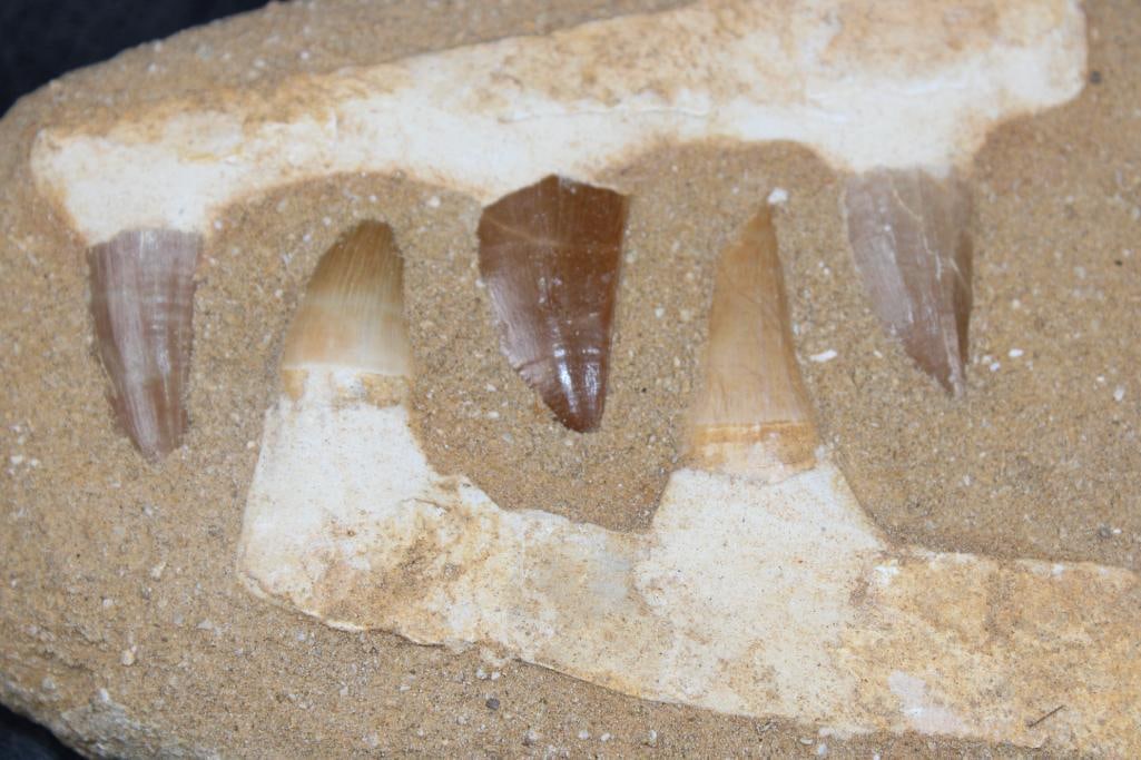 5 Fossilized MOSASAUR Teeth in a Matrix Display - 3