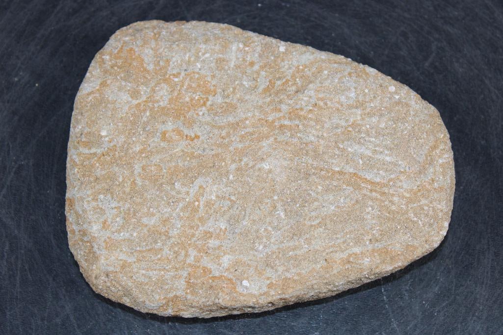 5 Fossilized MOSASAUR Teeth in a Matrix Display - 4