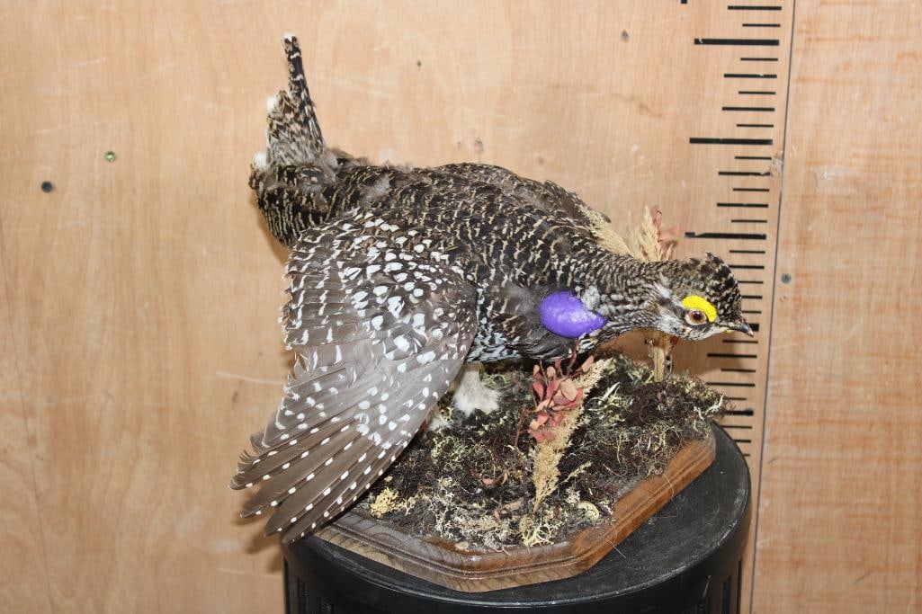 SHARP-TAILED GROUSE Mounted on a Decorative Wood Plaque Base - 2