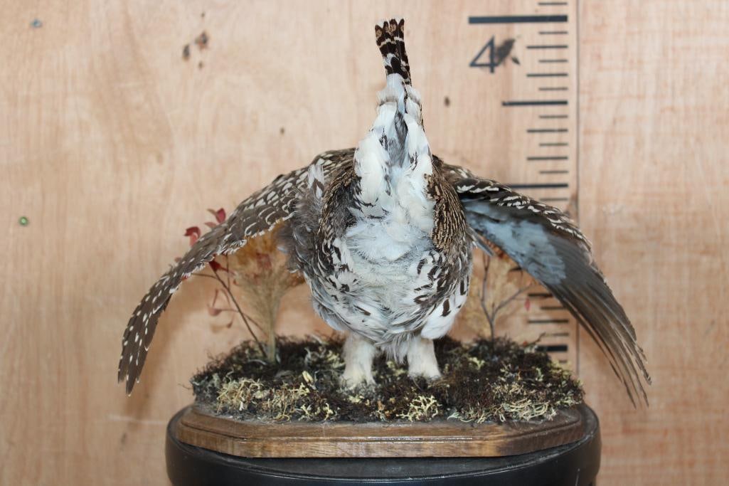 SHARP-TAILED GROUSE Mounted on a Decorative Wood Plaque Base - 7