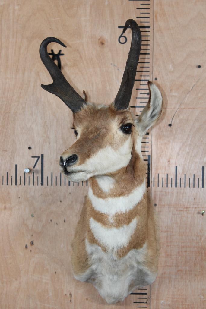 PRONGHORN Shoulder Mount - 2