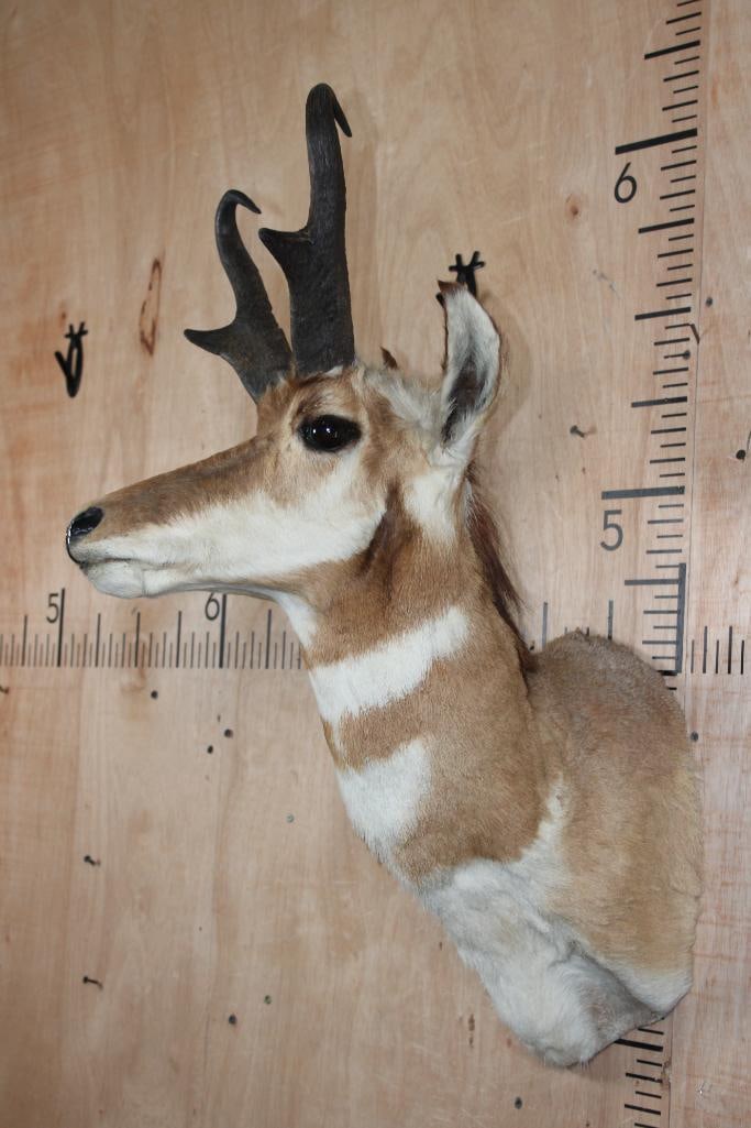 PRONGHORN Shoulder Mount - 3