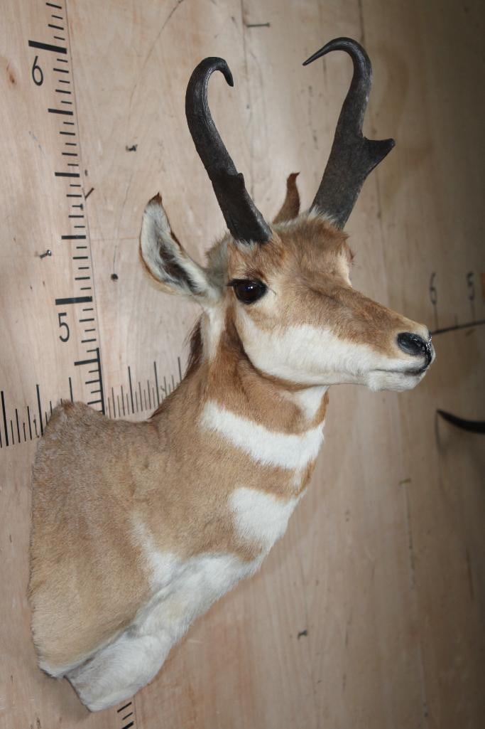 PRONGHORN Shoulder Mount - 4
