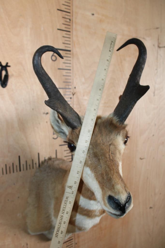 PRONGHORN Shoulder Mount - 5