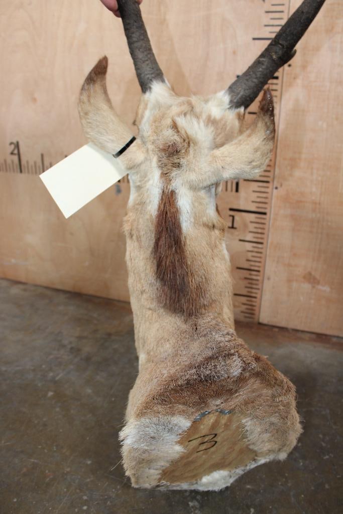 PRONGHORN Shoulder Mount - 6