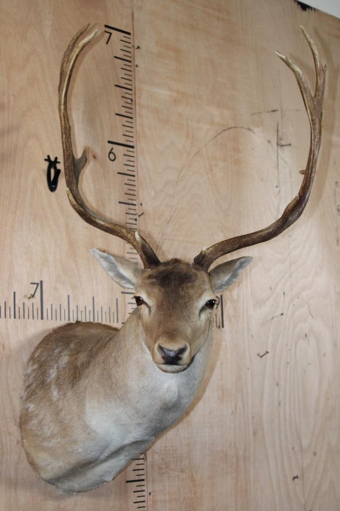 FALLOW DEER Shoulder Mount (1 of 7)