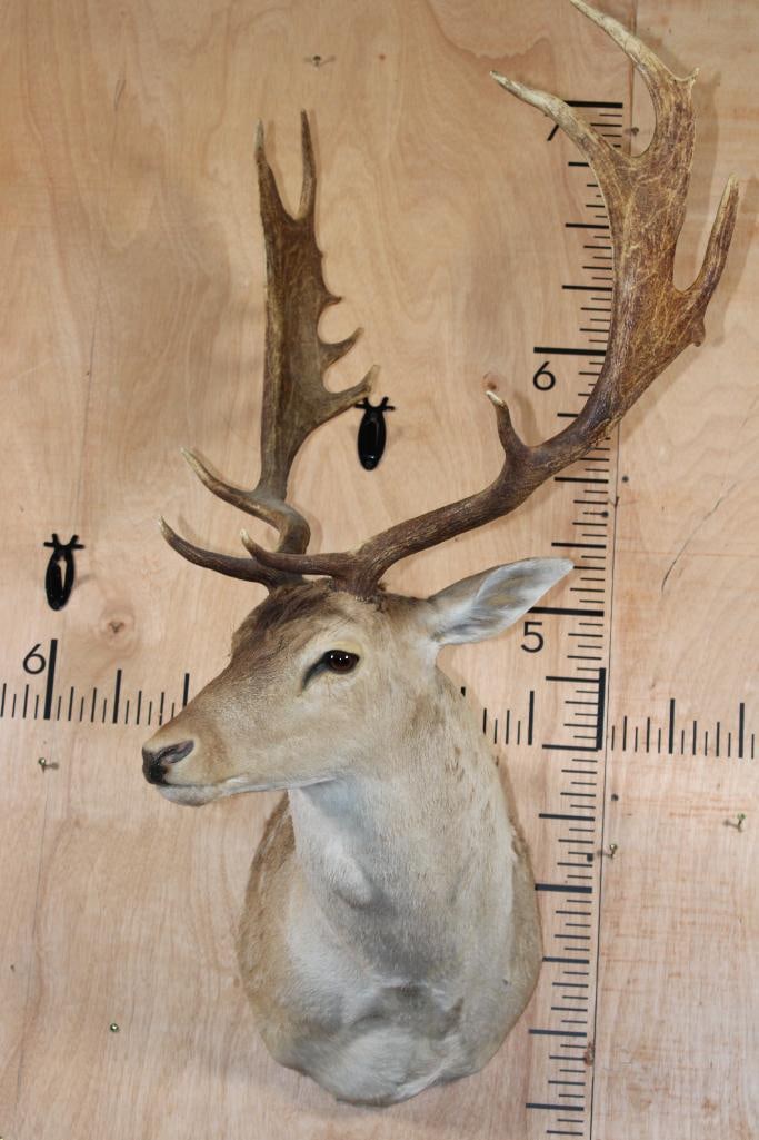FALLOW DEER Shoulder Mount - 2