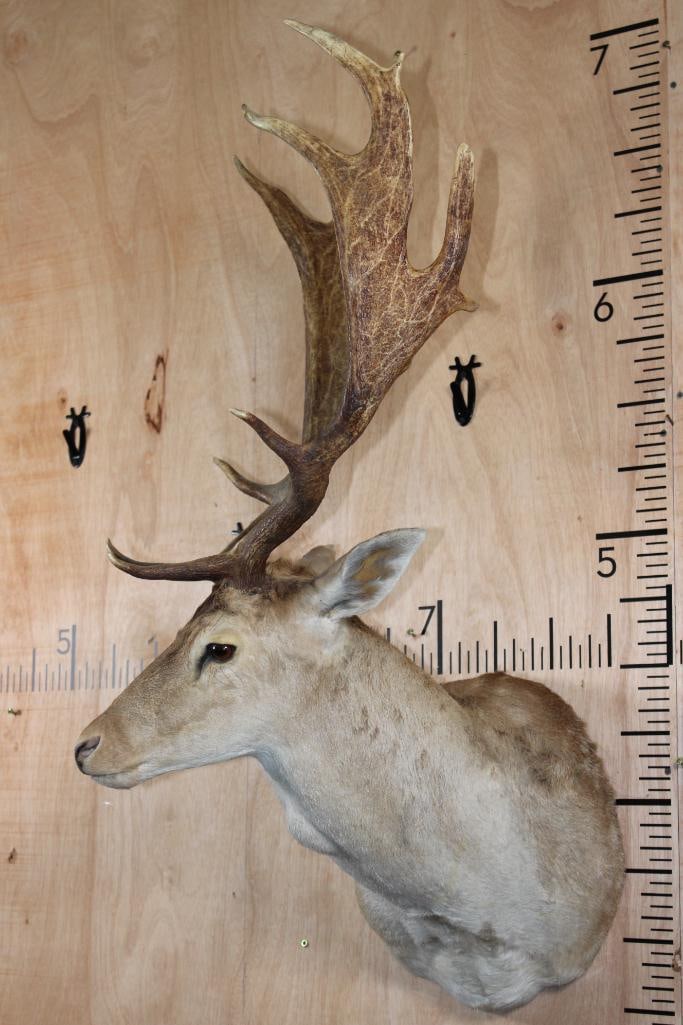 FALLOW DEER Shoulder Mount - 3
