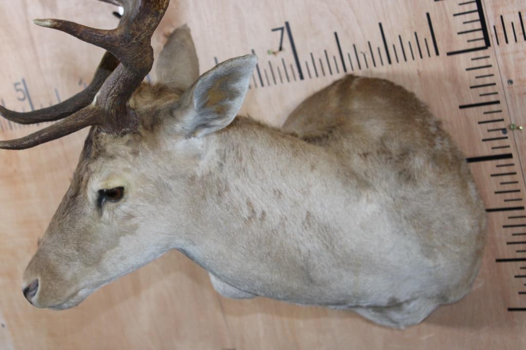 FALLOW DEER Shoulder Mount - 4