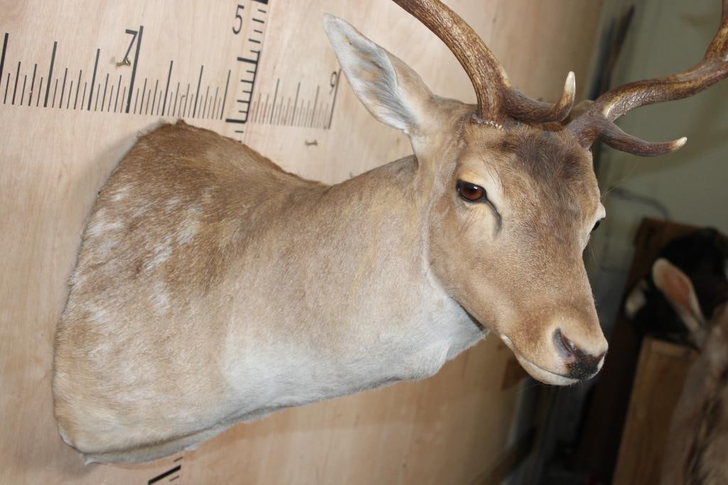 FALLOW DEER Shoulder Mount - 5