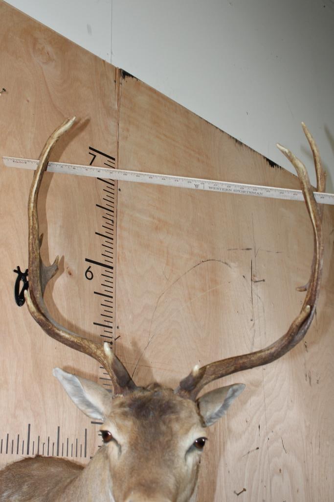 FALLOW DEER Shoulder Mount - 6