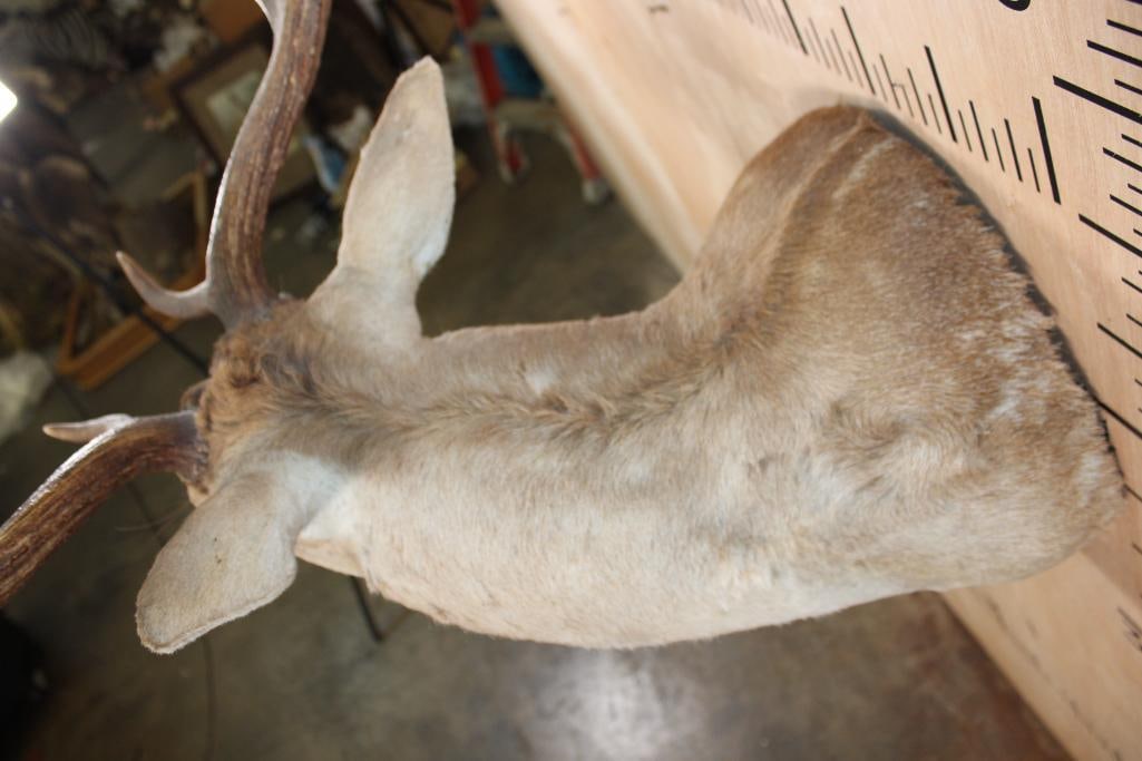 FALLOW DEER Shoulder Mount - 7