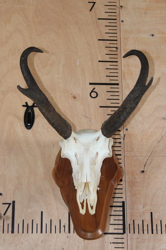 PRONGHORN Skull on a Wood Wall Pedestal (1 of 7)