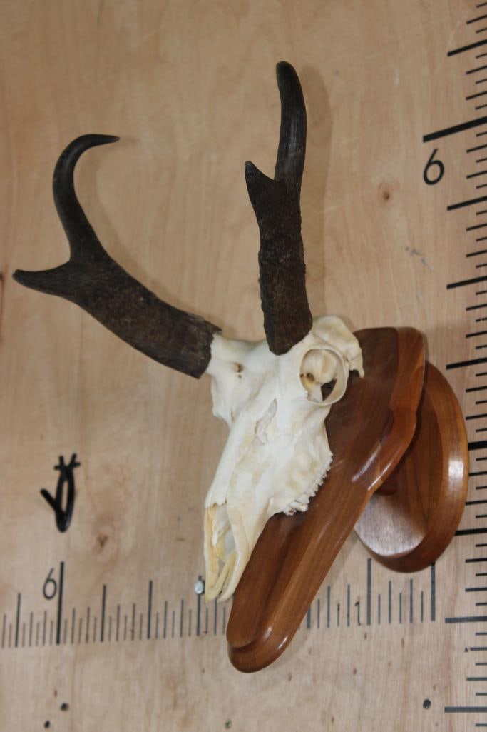 PRONGHORN Skull on a Wood Wall Pedestal - 2