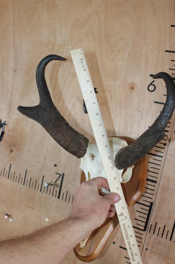 PRONGHORN Skull on a Wood Wall Pedestal - 7