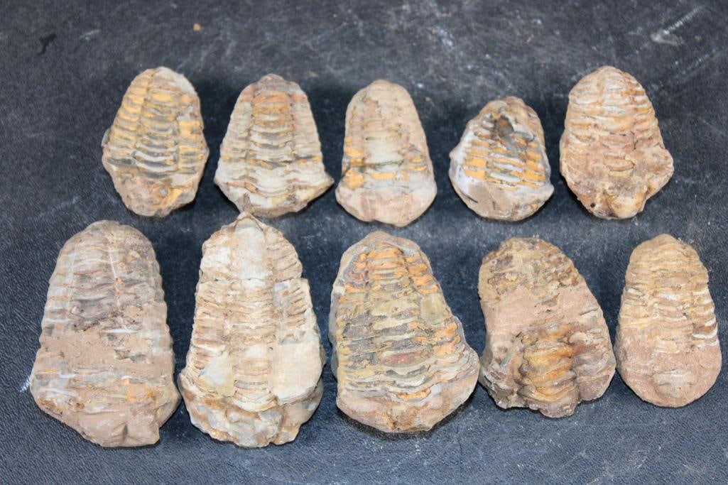 (10) TRILOBITE Fossils from Morocco: 10 TRILOBITE Fossils from Morocco. They measure 1.5" to 2.75" Long each. The Total Weight for all is 14 oz. Trilobites are one of the earliest groups of arthropods to appear in the fossil record. FOSS
