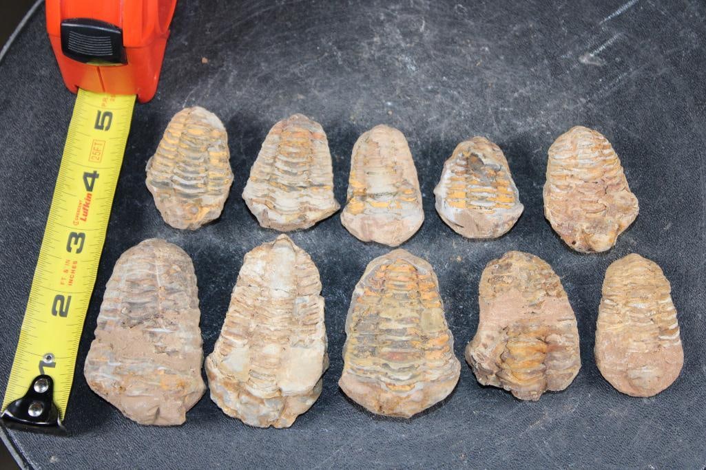(10) TRILOBITE Fossils from Morocco - 2