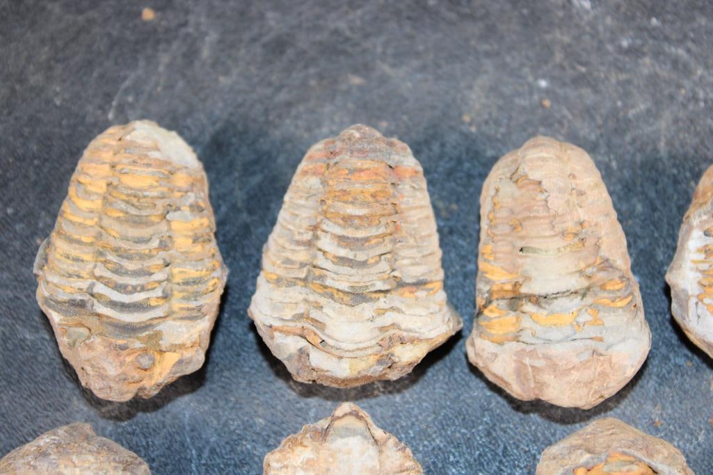 (10) TRILOBITE Fossils from Morocco - 3