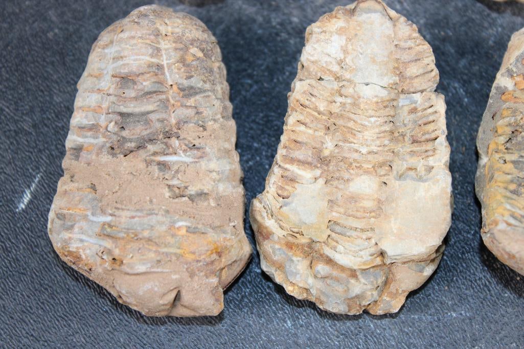(10) TRILOBITE Fossils from Morocco - 5