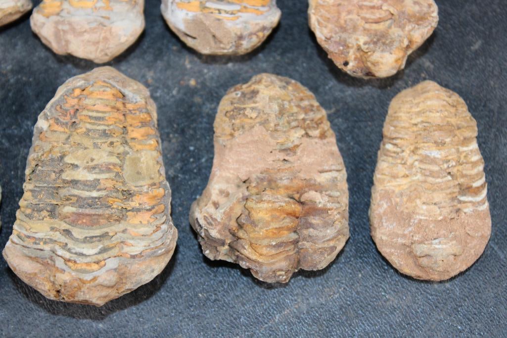(10) TRILOBITE Fossils from Morocco - 6