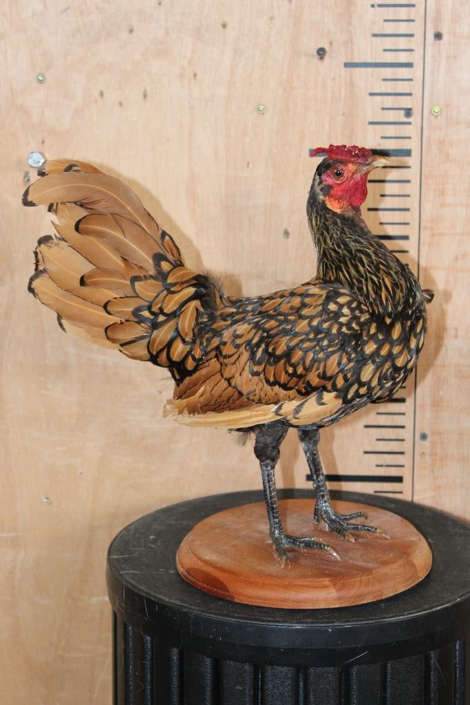 GOLDEN SEBRIGHT BANTAM or CHICKEN on a Circular Wood Base - 2