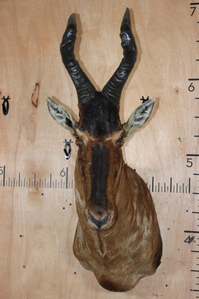 RED HARTEBEEST Shoulder Mount: Very Nice, Clean, and Newer RED HARTEBEEST Shoulder Mount. It is in Very Good Condition. TAXIDERMY 