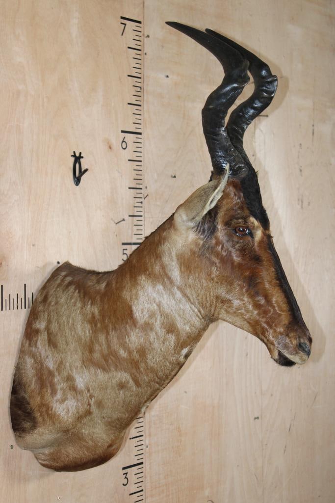 RED HARTEBEEST Shoulder Mount - 3