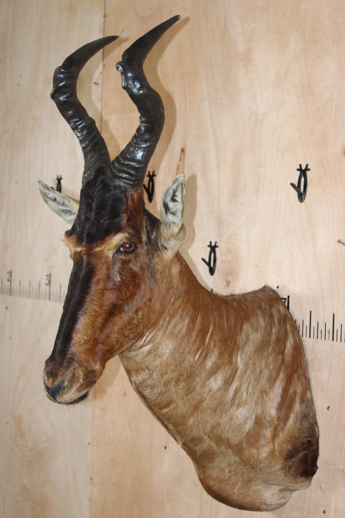 RED HARTEBEEST Shoulder Mount - 4