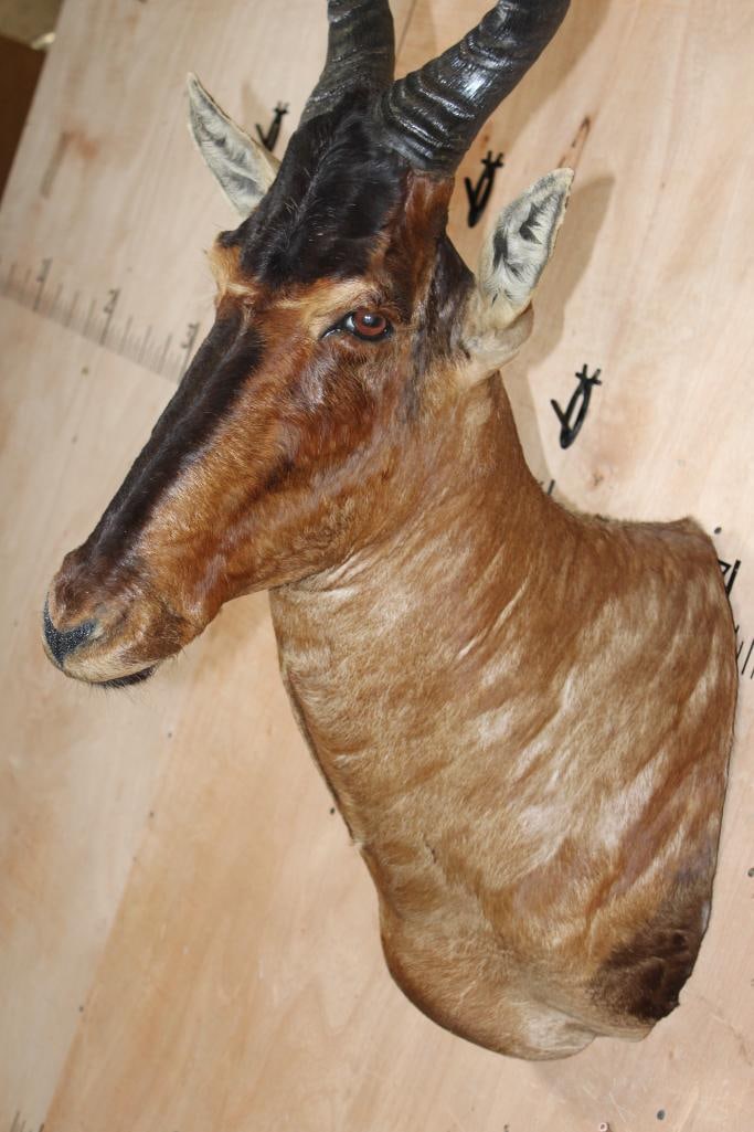 RED HARTEBEEST Shoulder Mount - 5