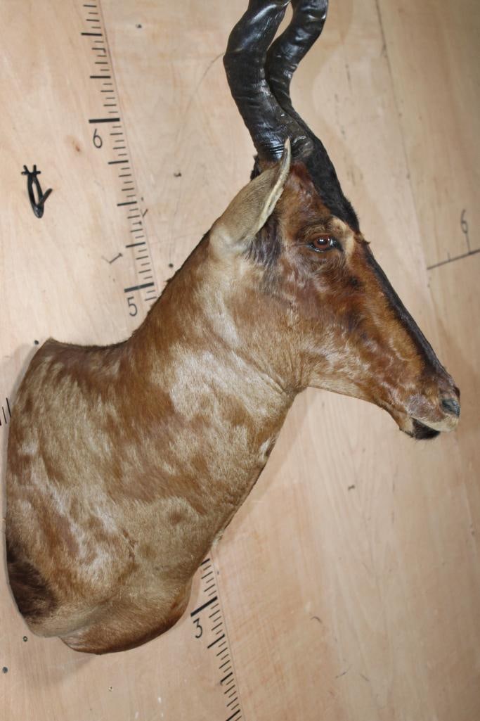 RED HARTEBEEST Shoulder Mount - 6