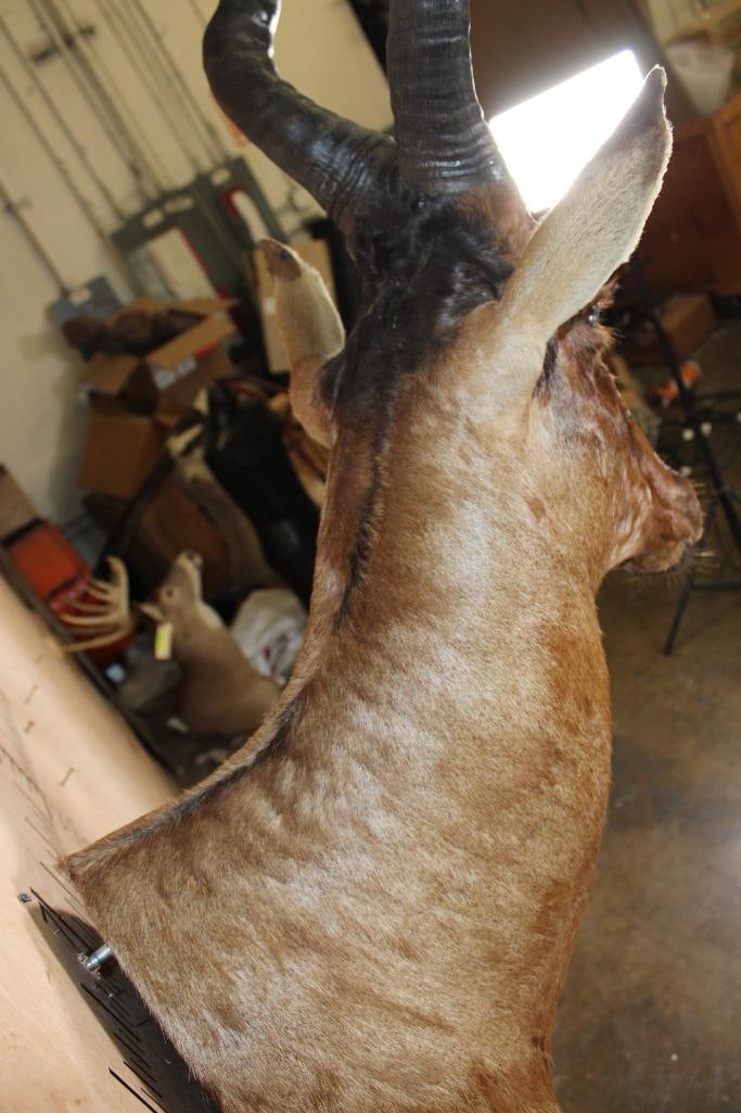 RED HARTEBEEST Shoulder Mount - 7