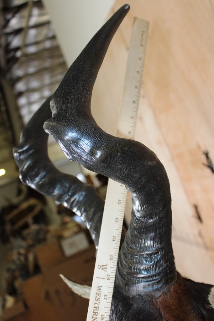 RED HARTEBEEST Shoulder Mount - 8