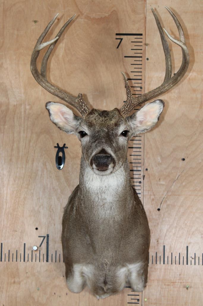7-Point WHITETAIL DEER Shoulder Mount (1 of 8)