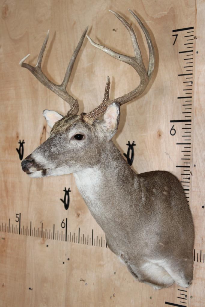 7-Point WHITETAIL DEER Shoulder Mount - 2