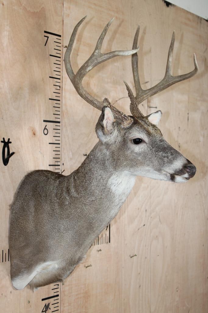 7-Point WHITETAIL DEER Shoulder Mount - 3