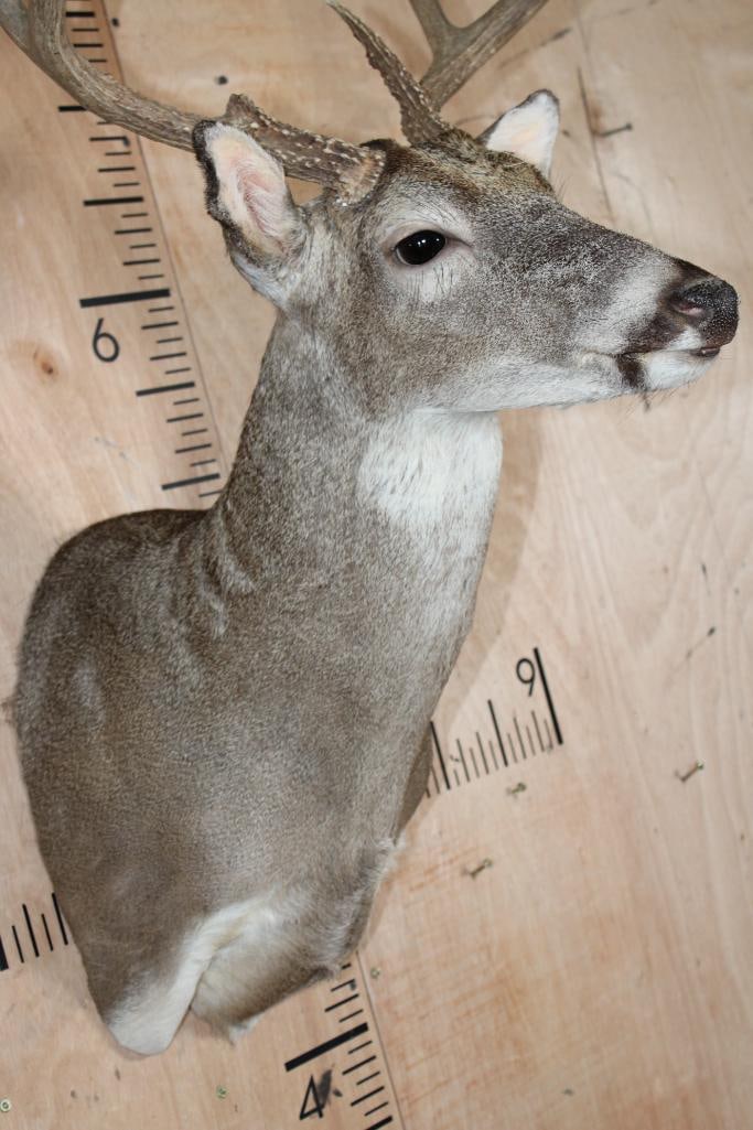 7-Point WHITETAIL DEER Shoulder Mount - 4