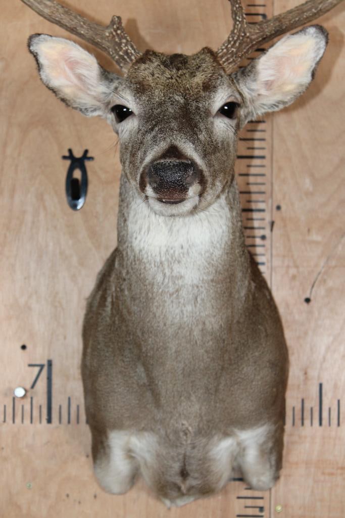 7-Point WHITETAIL DEER Shoulder Mount - 5