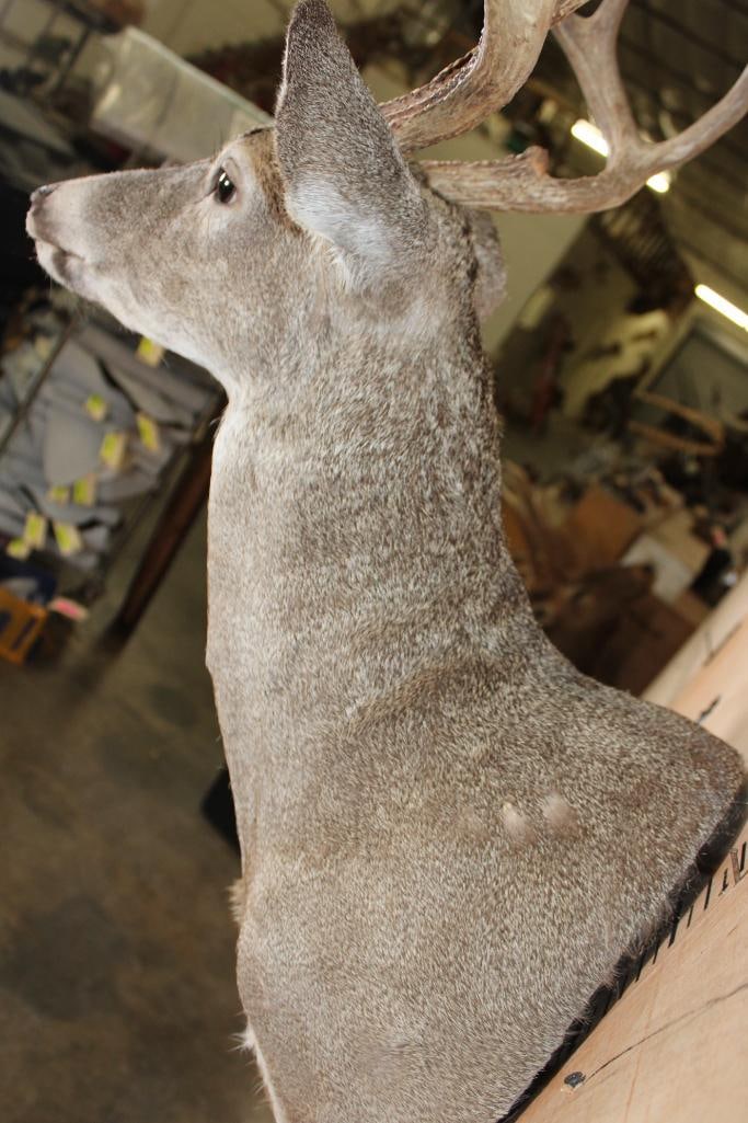 7-Point WHITETAIL DEER Shoulder Mount - 7