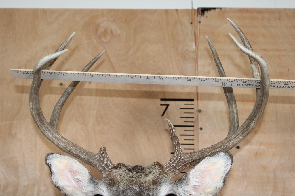 7-Point WHITETAIL DEER Shoulder Mount - 8