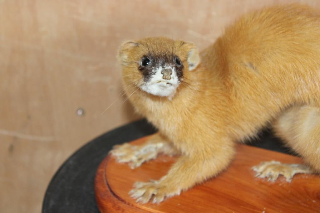 Life-sized SIBERIAN WEASEL or "Kolinsky" on a Wood Plaque Base - 3